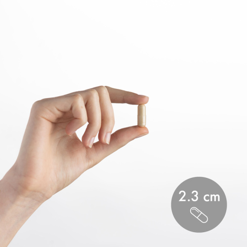 Lion's Mane Mushroom extract 500 mg (ежовик гребенчатый 500 мг) 30 капсул (Dr. Mercola) фото 2 Lion's Mane Mushroom extract 500 mg (ежовик гребенчатый 500 мг) 30 капсул (Dr. Mercola) фото 2